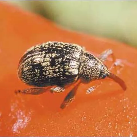 thumbnail for publication: Pepper Weevil, Anthonomus eugenii Cano and Cuban Pepper Weevil, Faustinus cubae (Boheman). (Insecta: Coleoptera: Curculionidae)